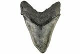 Huge, Fossil Megalodon Tooth - South Carolina #197878-2